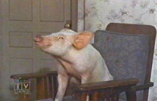 Pig